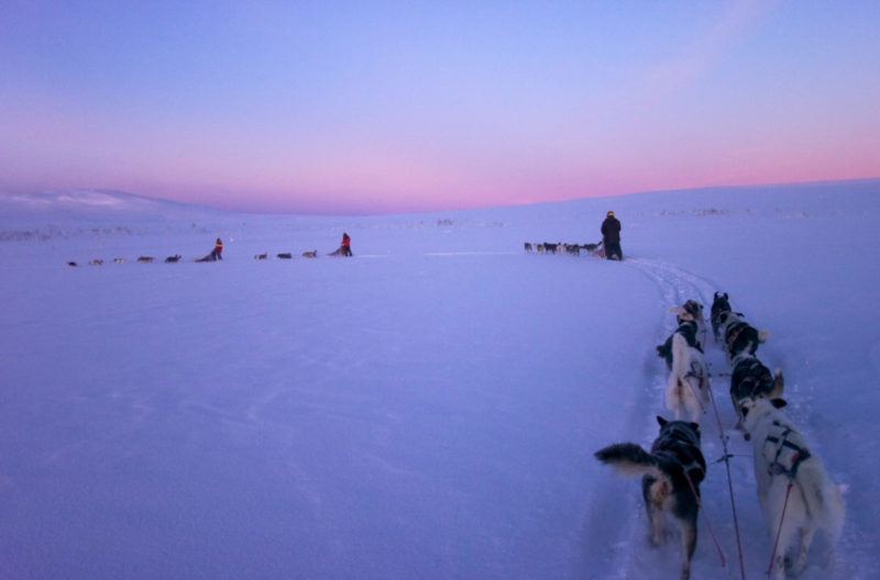 Winterabenteuer: Mit Hundeschlitten durch Lappland