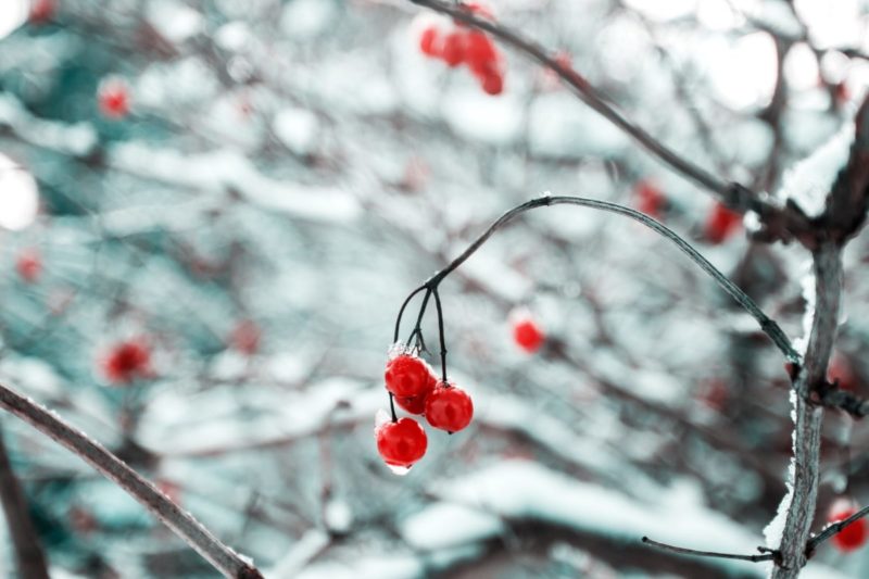 Zwischen Beeren und Bären