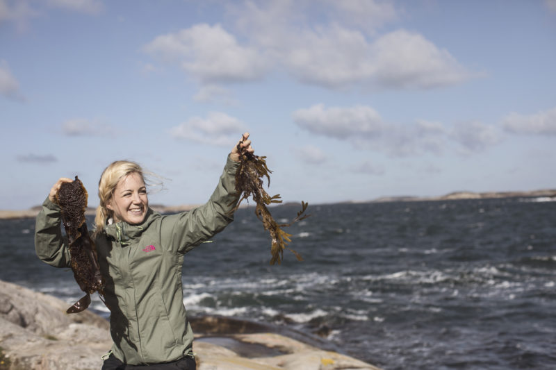 Auf Algen-Safari an der schwedischen Küste